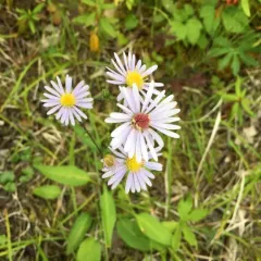 Lindley's Aster thumbnail 2