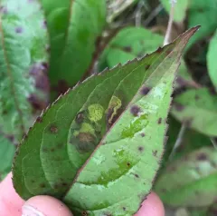 Aulagromyza orbitalis thumbnail 1