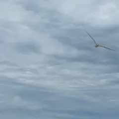Least Tern thumbnail 3