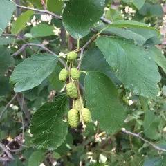 green alder thumbnail 2