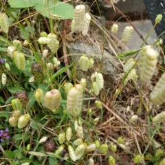Greater Quaking Grass thumbnail 1