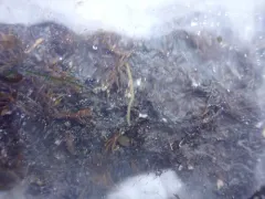 Eulalia quadrioculata thumbnail 1