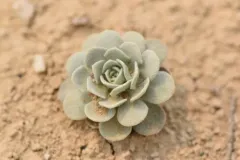 Fremont County Twinpod thumbnail 2