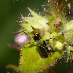 White-margined Burrowing Bug thumbnail 4