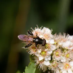 Common Thick-leg Fly thumbnail 4