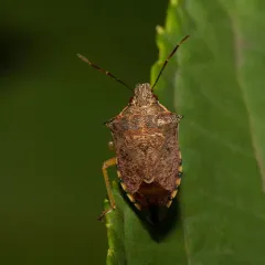 Spined Soldier Bug thumbnail 2