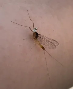Maccaffertium pulchellum thumbnail 2