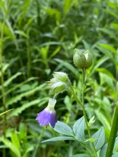 Bog Jacob's-ladder thumbnail 3
