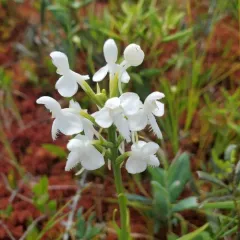White-fringed Orchid thumbnail 2