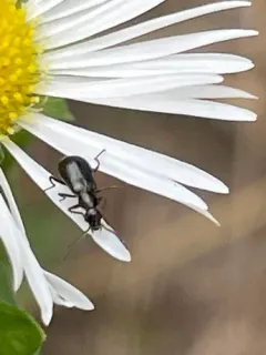 Attalus terminalis thumbnail 3