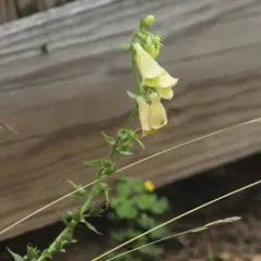 Yellow Foxglove thumbnail 2