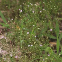Low Baby's-breath thumbnail 1