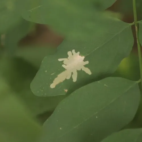 Locust Digitate Leafminer Moth