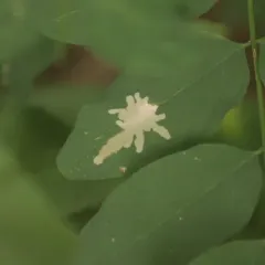 Locust Digitate Leafminer Moth thumbnail 1
