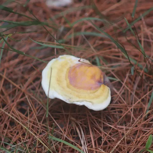 golden reishi
