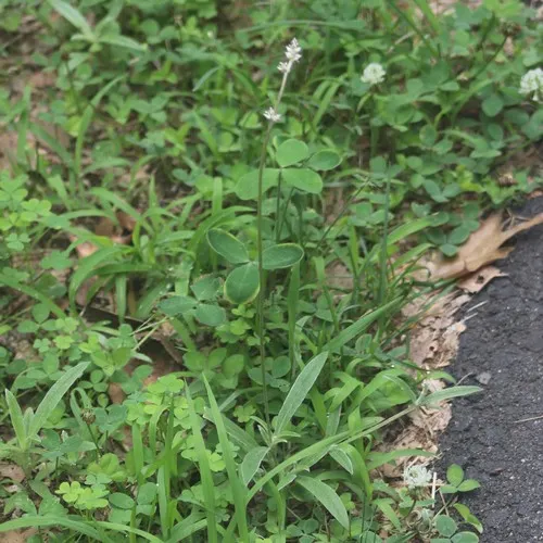 Slender Snakecotton