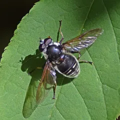 Narrow-banded Pond Fly thumbnail 2