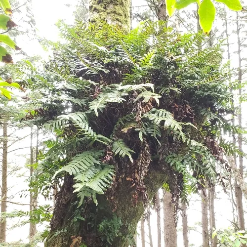 leathery polypody