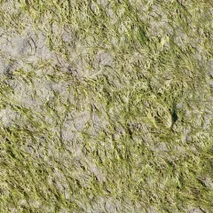 Japanese Eelgrass thumbnail 2