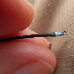 Elegant Spreadwing thumbnail 3