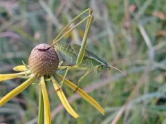 Texas Bush Katydid thumbnail 2