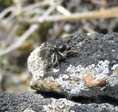 Habronattus sansoni thumbnail 1