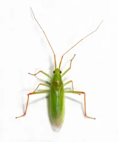 Teratocoris paludum thumbnail 3