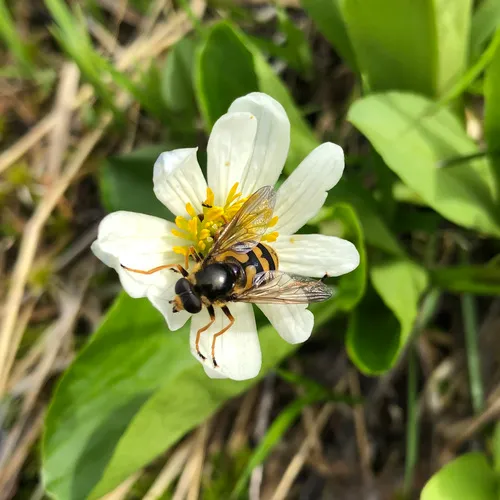 Western Wood Fly