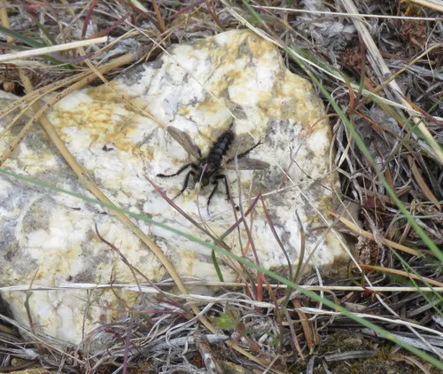 Cyrtopogon willistoni
