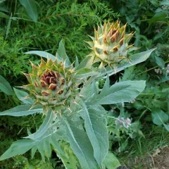 Artichoke Thistle thumbnail 3