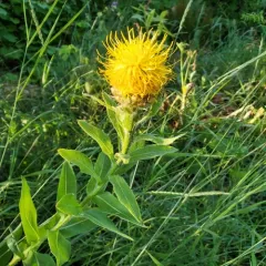 Giant Knapweed thumbnail 3