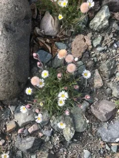 Purple Fleabane thumbnail 1