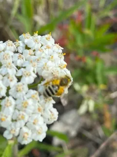 British Columbia Miner Bee thumbnail 3