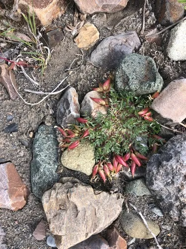 Huddelson's Crazy-weed