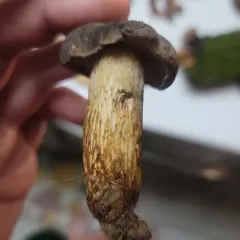 Retiboletus vinaceipes thumbnail 2