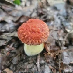 corrugated bolete thumbnail 4
