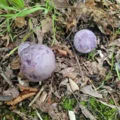 Violet Gray Bolete thumbnail 3