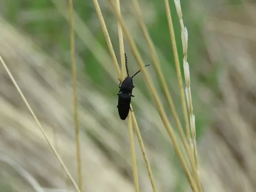 Megapenthes tartareus