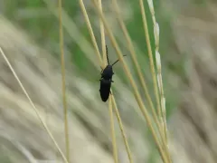 Megapenthes tartareus thumbnail 1
