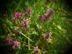 common hedge-nettle thumbnail 1