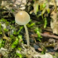 Mycena subcaerulea thumbnail 4