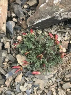 Huddelson's Crazy-weed thumbnail 4