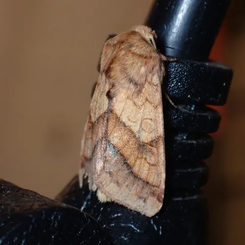 Purple-lined Sallow