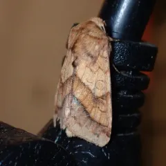 Purple-lined Sallow thumbnail 1