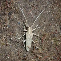 Poplar Borer thumbnail 4