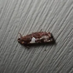 Bidens Borer Moth thumbnail 3