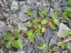 Saline Goosefoot thumbnail 1