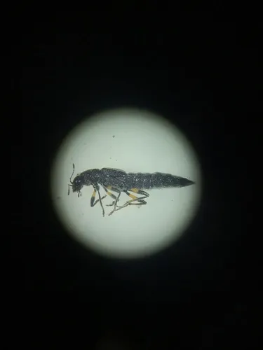 Stenus annularis