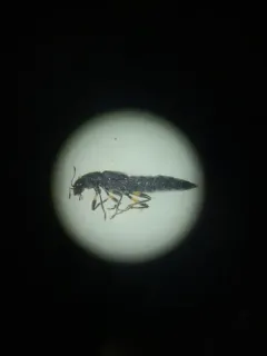 Stenus annularis thumbnail 1