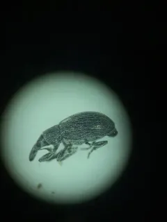 Perapion punctinasum thumbnail 1